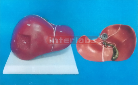 USA TYPE LIVER MODEL OF 108 CM TALL, MUSCLE TORSE WITH PLASTIC BASE